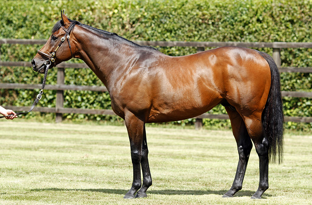 Prix Maurice de Gheest winner Garswood’s first crop yearlings also proved very popular.