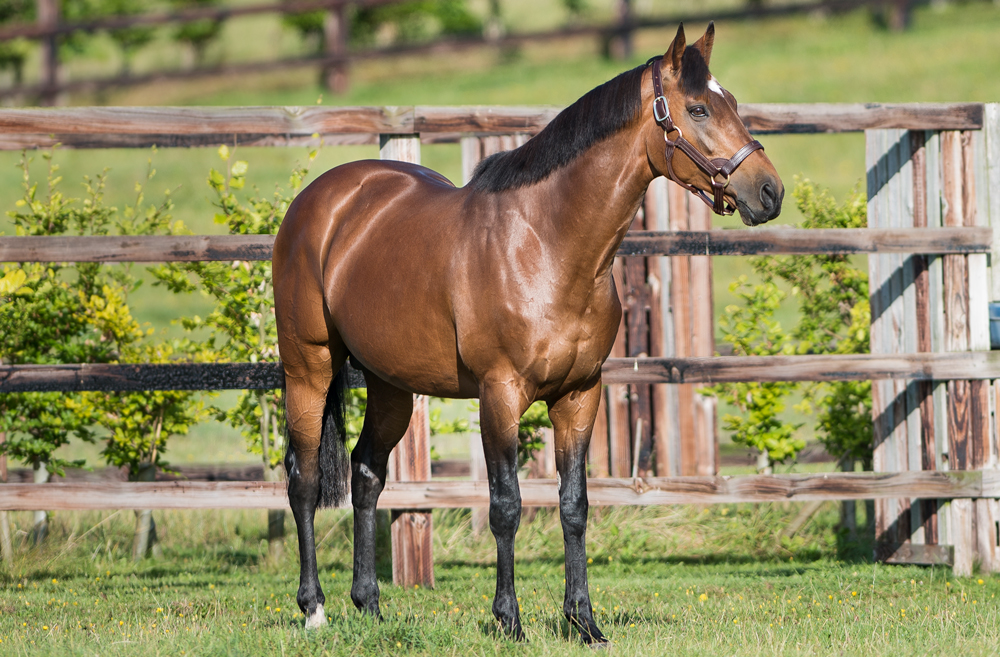 Racing Stallion.com Stallion Race-Mobile Official Website - A thrilling horse ...