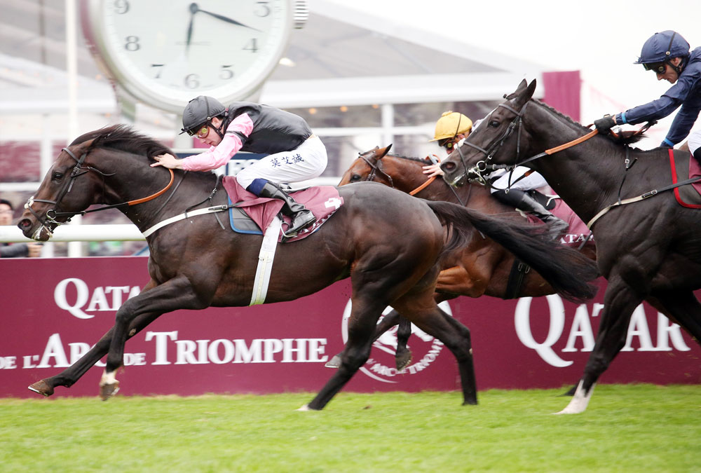 The National Stud’s new recruit, Aclaim, who is a Group 1-winning son of Acclamation.