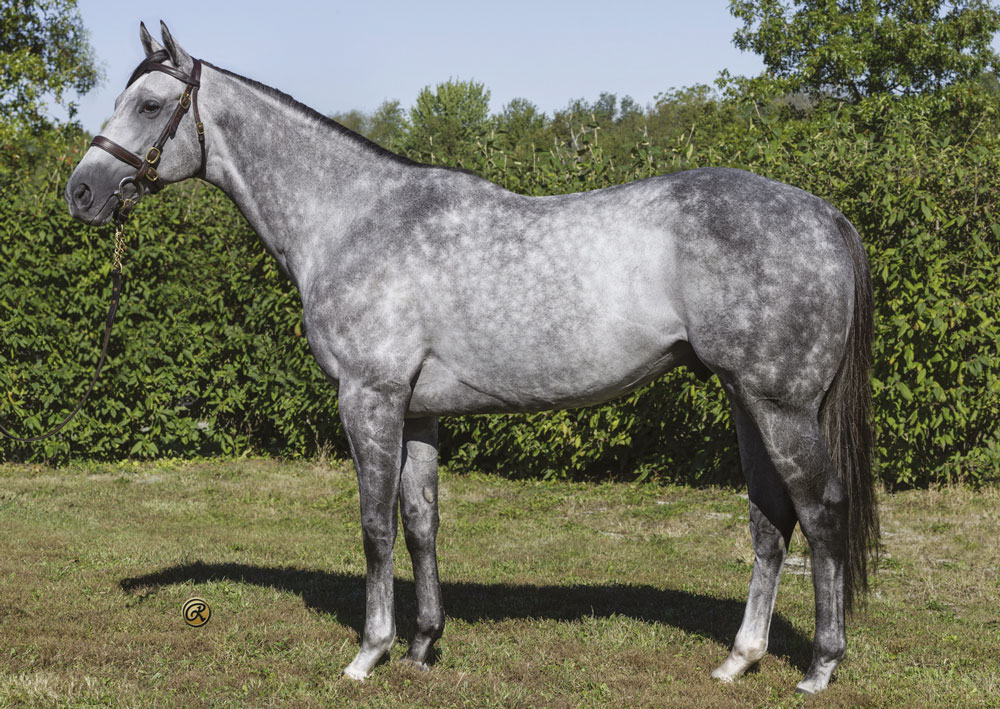 Billed as Scat Daddy’s fastest American two-year-old son, Yeomanstown’s new arrival El Kabeir stands at €8,000.