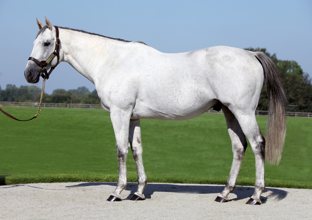 Haras de Colleville’s Kendargent, who also recorded a healthy average uplift figure of 16.1.