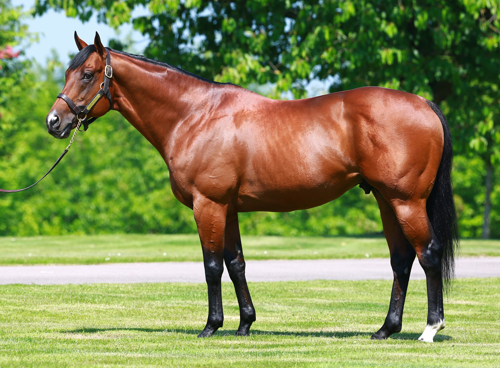 Haras de Bonneval’s Siyouni. Both he and his sire, Pivotal figure prominently in the uplift table.