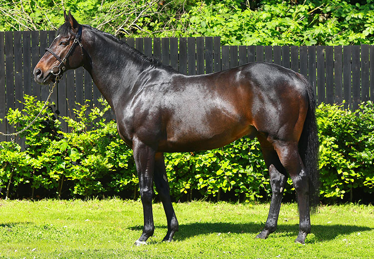 Soldier Of Fortune topped the National Hunt list by a considerable margin with a book of 341 mares.