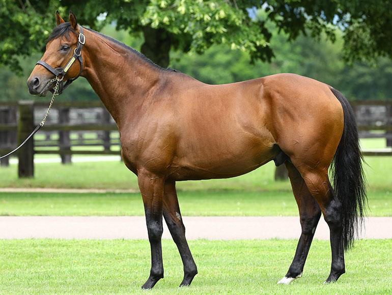 Zarak, whose first book of mares at Haras de Bonneval in 2018 included the dual Group 1 winner Shareta.