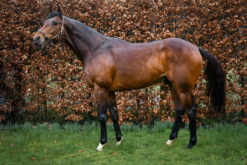 A fine, big stamp of a horse, Austrian School is a half brother to the multiple Grand National and Cheltenham Festival winner, Tiger Roll.