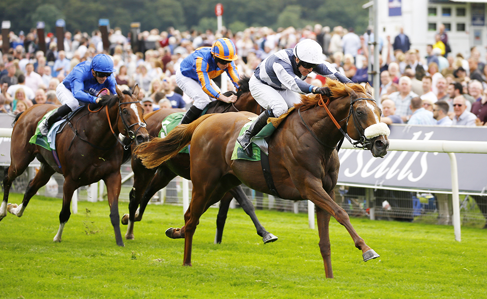 Ulysses defeats multiple Group 1 winners Churchill and Barney Roy in the Group 1 Juddmonte International