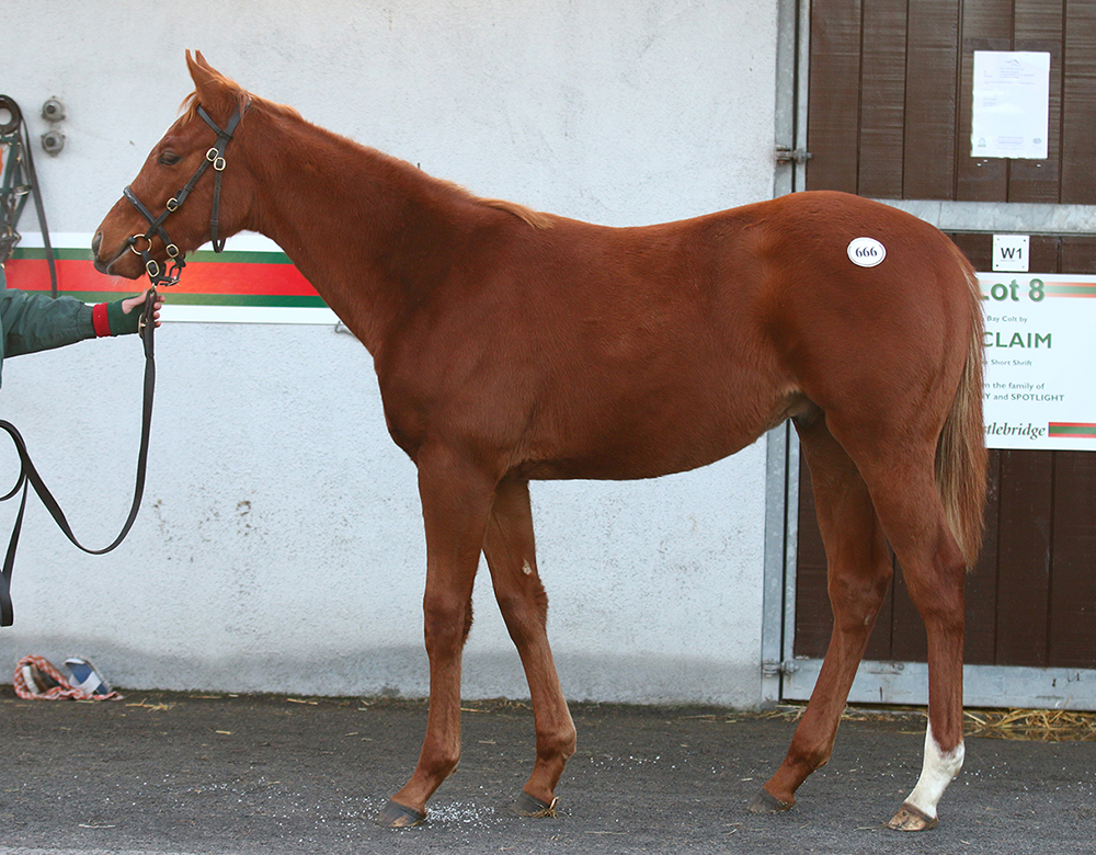 This stunning colt by Ulysses ex Fools In Love was sold by the Castlebridge Consignment to Jamie Railton for €175,000 at last year’s Goffs November Foal Sale