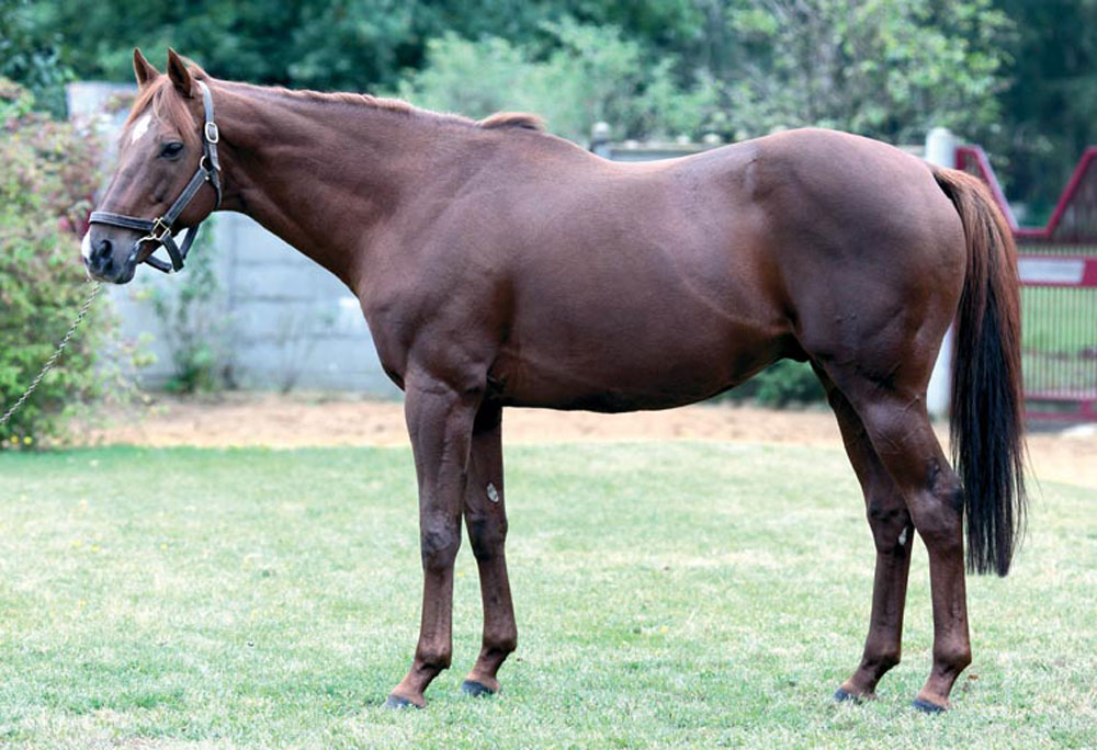 Doctor Dino, who stands at Haras du Mesnil at a fee of €16,000.