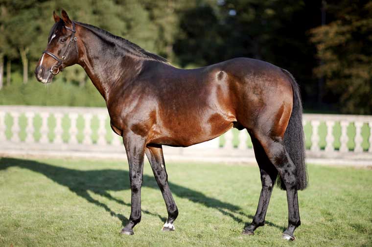 Soldier Hollow, who stands at Gestüt Auenquelle at a fee of €30,000, has sired five Group 1 winners to date.