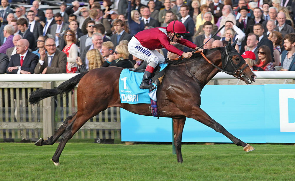 Belardo secures his status as Champion Two-Year-Old by winning the Group 1 Dewhurst Stakes from Kodi Bear.