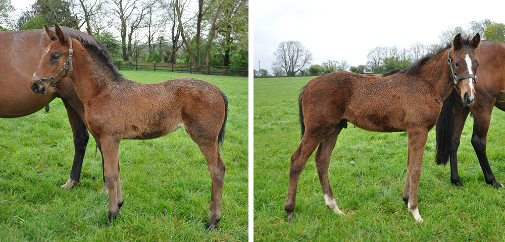 Two of Diamond Boy’s 2019 foals, a half sister to the recent Punchestown Festival bumper winner, Longhouse Poet out of Longhouse Presents, and a half brother to the promising Leopardstown hurdle winner Kilbarry Lilly out of Tropical Lilly.