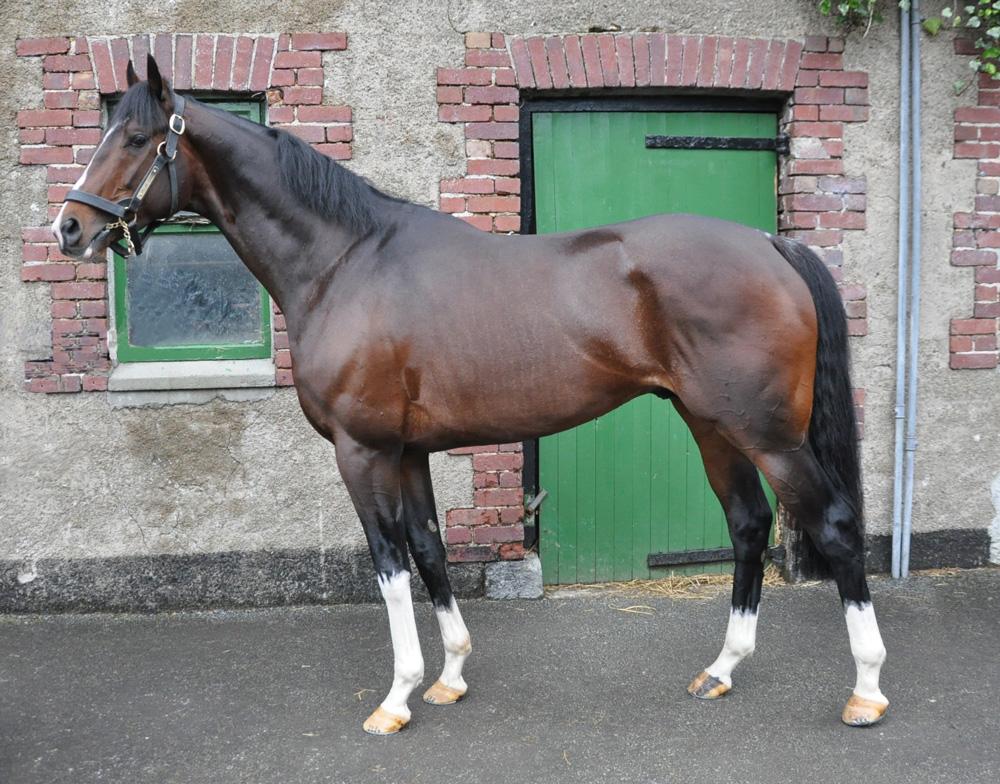 Pillar Coral, who has his first crop foals on the ground this year, is from a great stallion-producing family but stands at a modest fee.