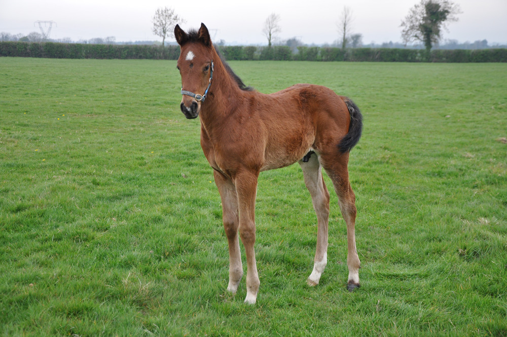 Another Bungle Inthejungle foal, this time a colt out of Convidada, dam of the decent sprinter Oloroso.
