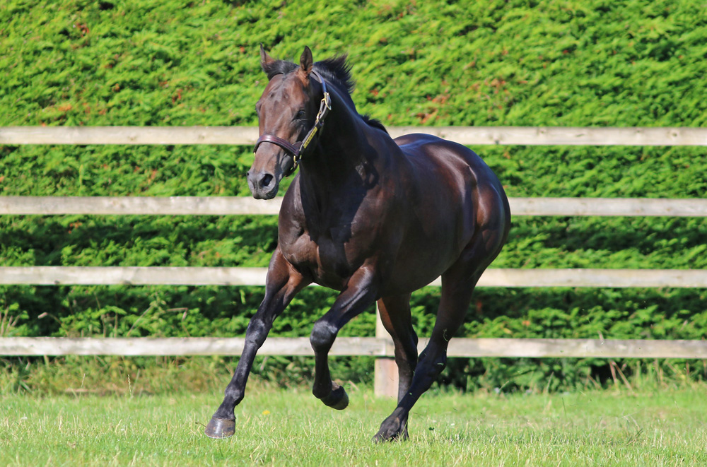 Sheikh Hamdan bought into Awtaad’s illustrious family in 1985 when acquiring Ghashtah, a half sister to US Triple Crown winner Seattle Slew and Guineas winner Lomond.