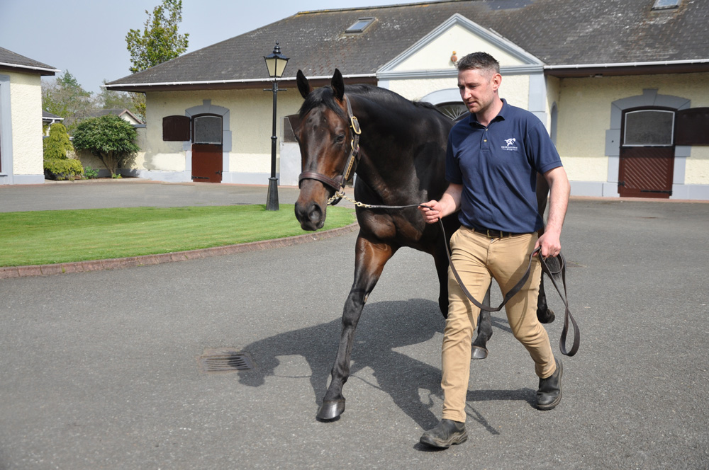 The well-supported Awtaad glides around Derrinstown’s stallion yard, led by Cormac McEvoy.