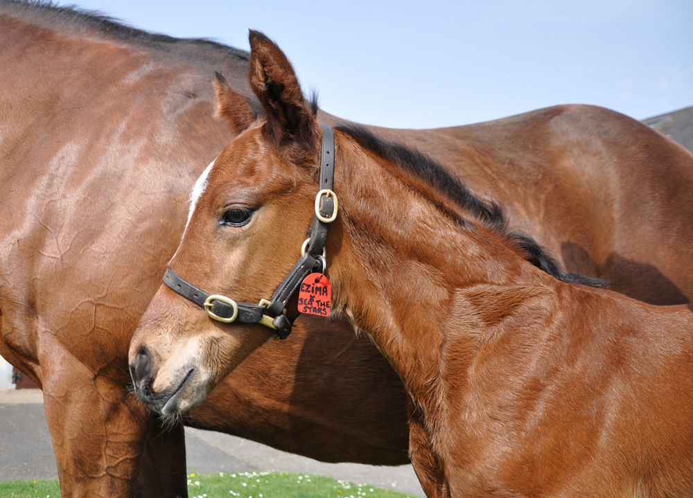 Another future Champion in the making? Sheikh Hamdan’s colt by Sea The Stars out of Ezima, who is a full brother to the Oaks and King George VI and Queen Elizabeth Stakes winner Taghrooda.