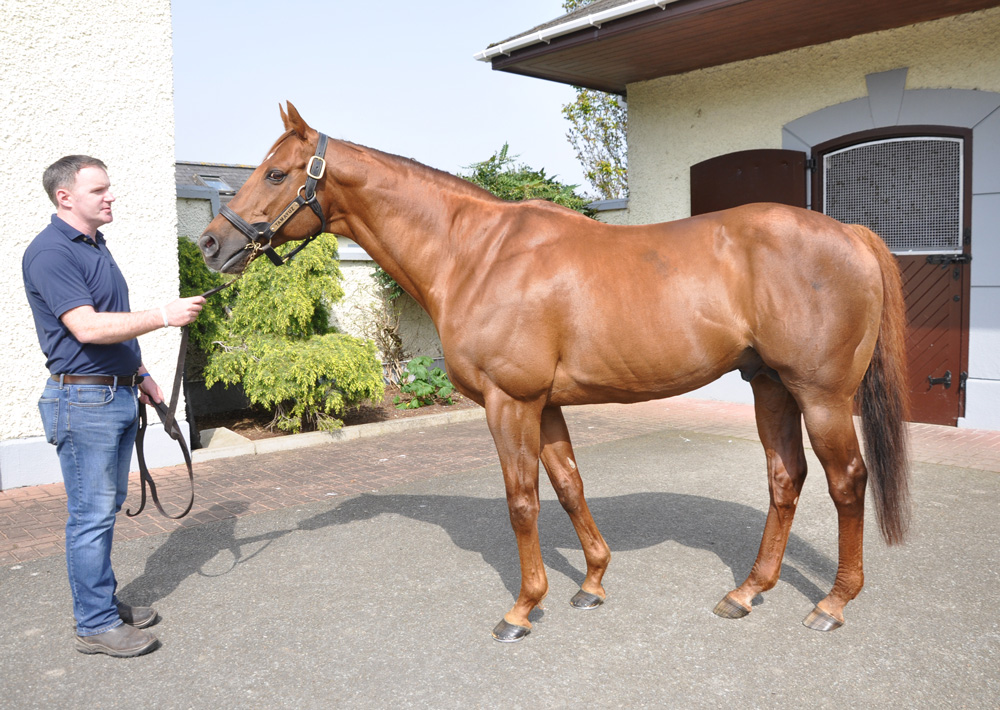 The quality of Tamayuz’s books has been going up, as the stud can be selective about his mares.