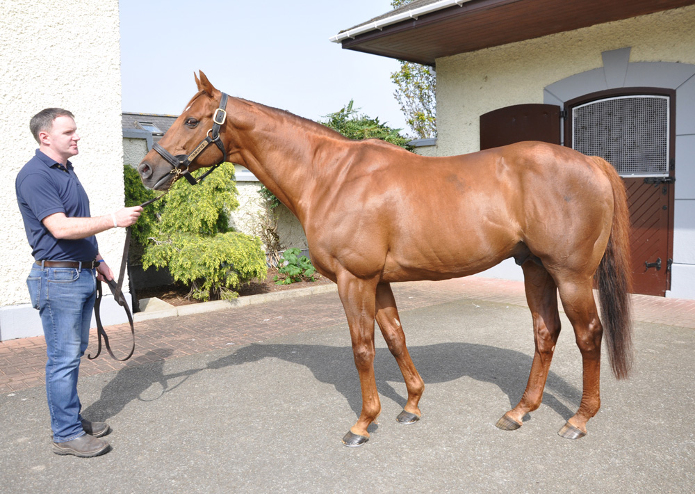 The quality of Tamayuz’s books has been going up, as the stud can be selective about his mares.