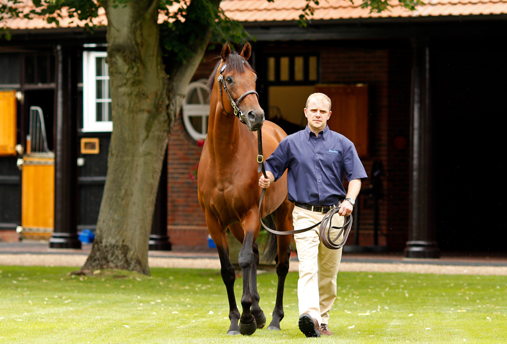 Postponed, who stands his second season at Dalham Hall Stud in 2019 at a fee of £15,000