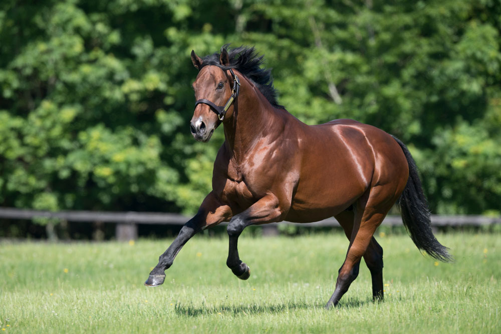 Siyouni’s Stakes-winner percentage from top mares is an impressive 18.8%.