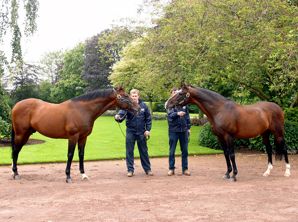 Danehill and Sadler's Wells at Coolmore Stud