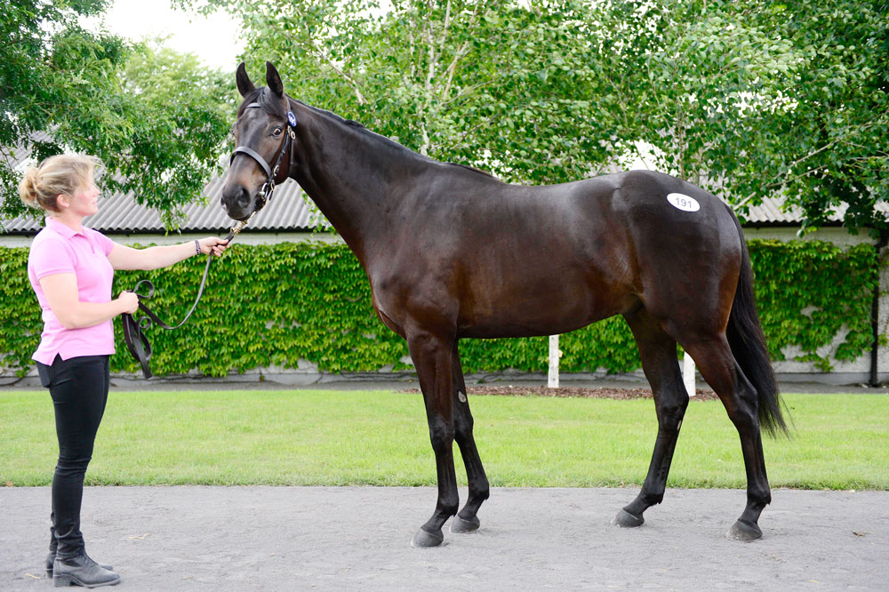 Dream Conti (by Lauro ex Posterite by Video Rock) made a winning debut at Fairyhouse last month after having been bought for €235,000 at the 2016 Tattersalls Ireland Derby Sale. He is owned by Gigginstown Stud and trained by Noel Meade.