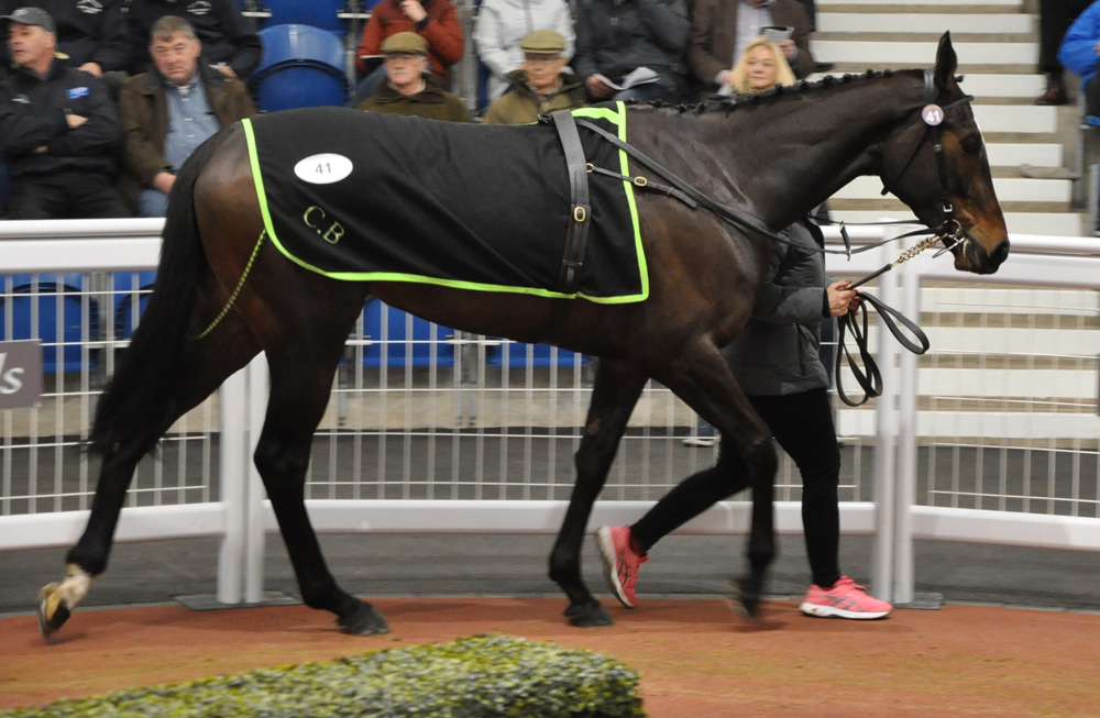 Jet Away’s daughter, Brandy Love, who topped the sale at Tattersalls Cheltenham February Sale when knocked down to Harold Kirk and Willie Mullins for £200,000.