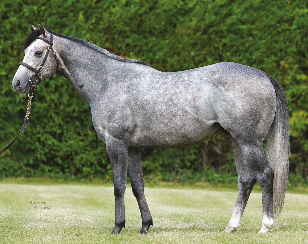 Havana Grey, another of Whitsbury’s speed-orientated roster, covered his first book of mares last year.