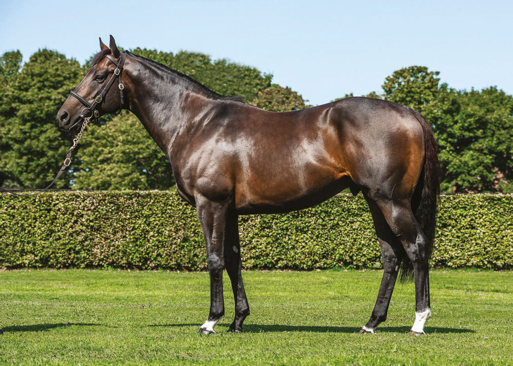 The Qatar Prix de la Foret winner Aclaim (above) and multiple Group winner Time Test both have their first crop yearlings in 2020