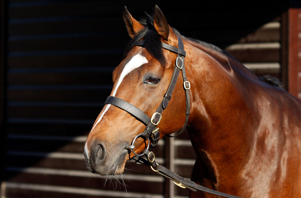 The Group 1 Irish St Leger winner, Flag Of Honour stood his first season as a jumps sire last year. “Without doubt, we are interested in other jumping stallions,” says Lane