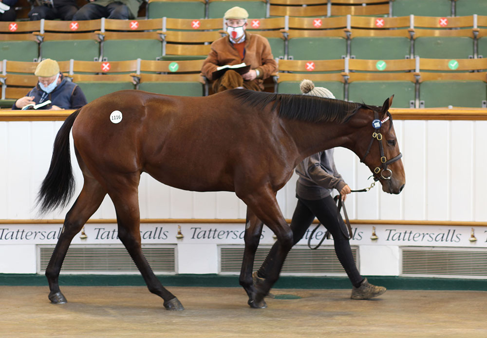 The Sea The Moon colt, offered by Kilminfoyle House Stud as agent at Tattersalls Book 2, saw his foal price of €42,000 appreciate to 200,000gns when reselling to Stroud Coleman Bloodstock.