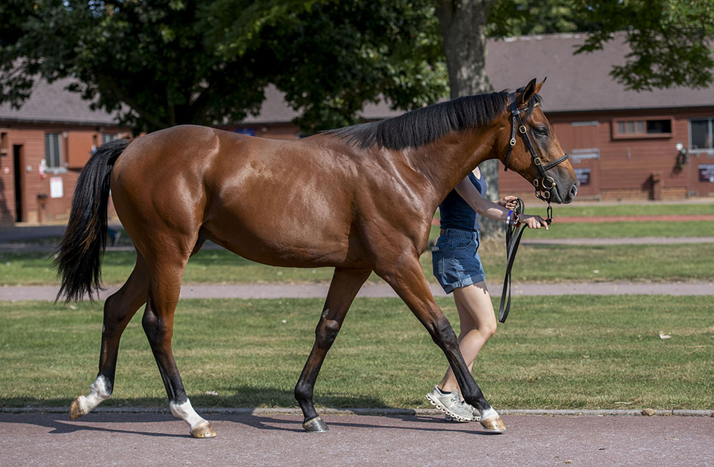 The Mehmas colt out of La Cuvee, sold for £190,000 at the Tattersalls Ireland September Yearling Sale, reaped a £164,000 ROI for Beechvale Stud.