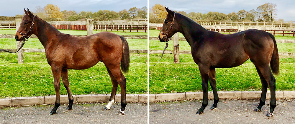 Two of Washington DC’s first crop foals being offered by Bearstone Stud at the Tattersalls December Sales:  A bay colt out of Katie Boo (lot 504), who is a half brother to the Group 2 juvenile winner Mattmu, and a good looking bay filly out of Jive (lot 275).