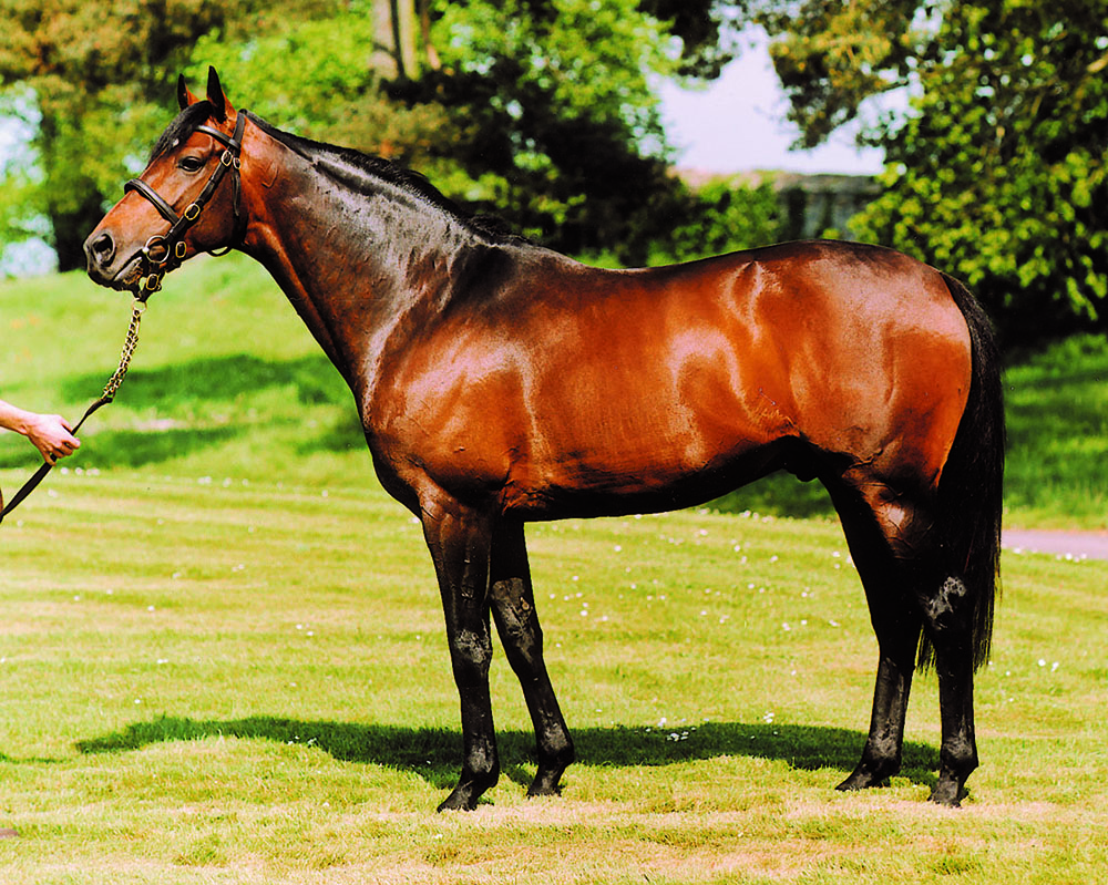 King’s Theatre was, according to O’Connor, “the best National Hunt stallion for a generation”.