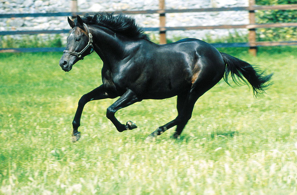 Bob Back, who passed away in 2011 at the grand old age of 30