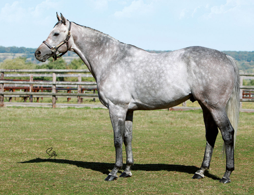 Sumbal was a horse who was on our radar from when he went to stud two years ago