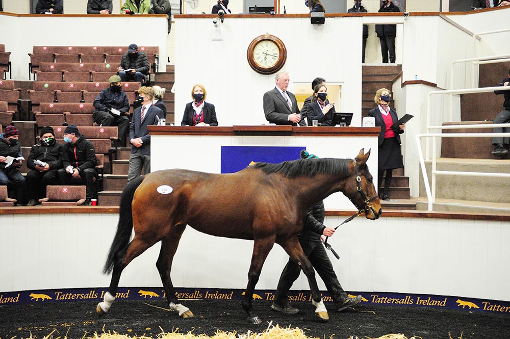 The Stowaway mare Posh Trish, who was sold to Oliver Loughlin for €118,000 at Tattersalls Ireland in December and is now in training in England with Paul Nicholls.