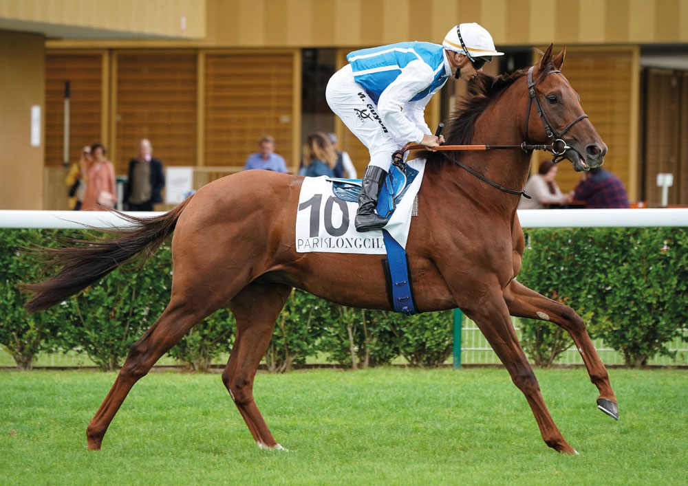 Yeomanstown Stud’s Group 2 winner and multiple Group 1 placed Shaman is one of the success stories for the Shamardal/Green Desert cross