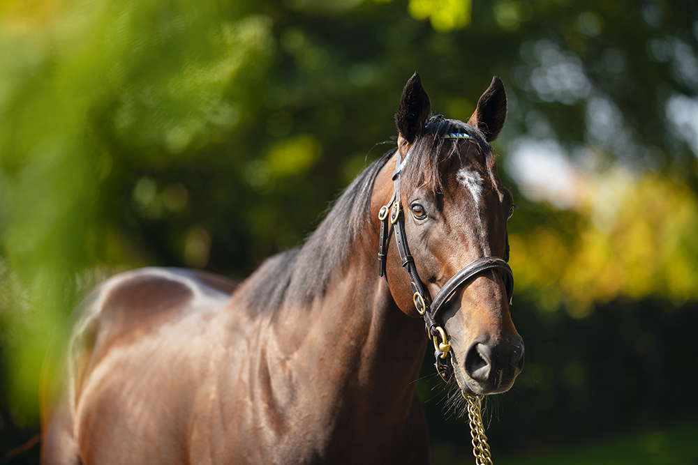 Shamardal’s record-breaking son Blue Point covered 196 mares in his first season at stud