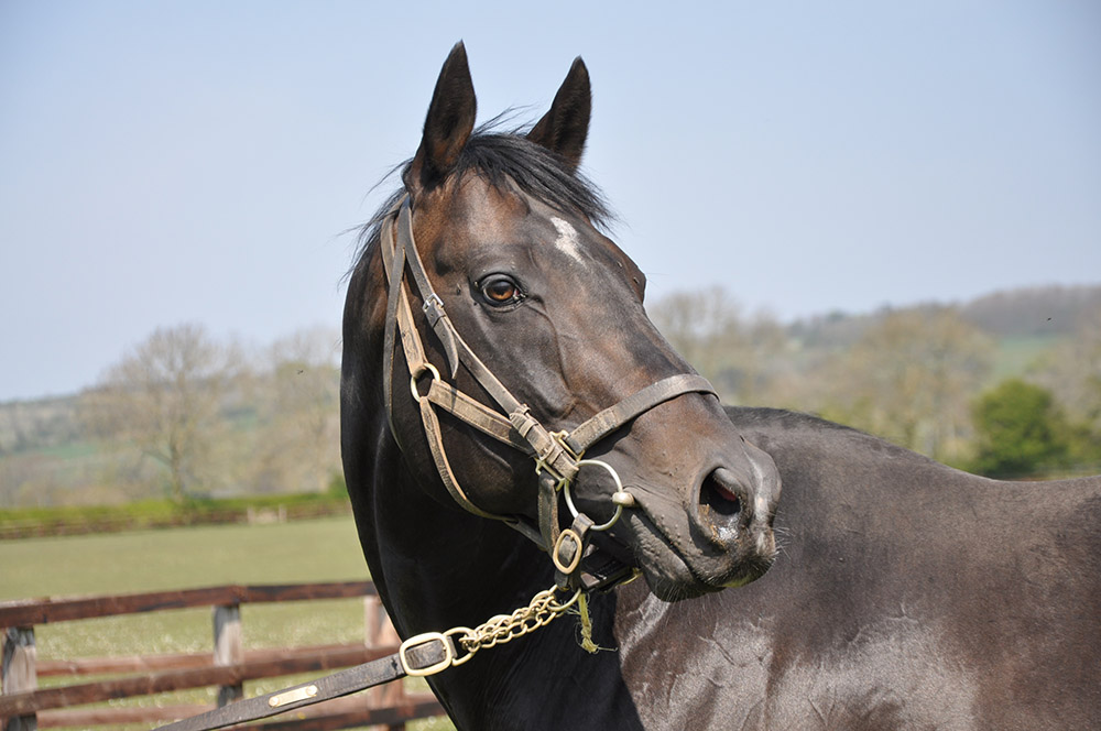 Dual Group 1 and Classic winner Jack Hobbs has covered plenty of ‘elite’ mares