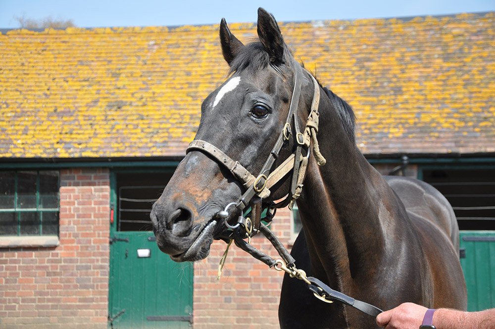 Leading National Hunt sire and Overbury standard bearer Kayf Tara is now 27 years of age and is enjoying a comfortable retirement at the stud