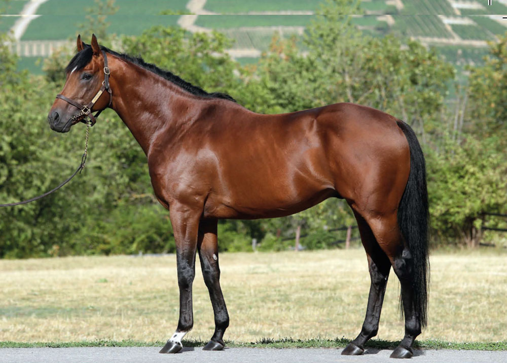 The only son of Soldier Hollow standing in Germany, Destino has his first crop foals this year
