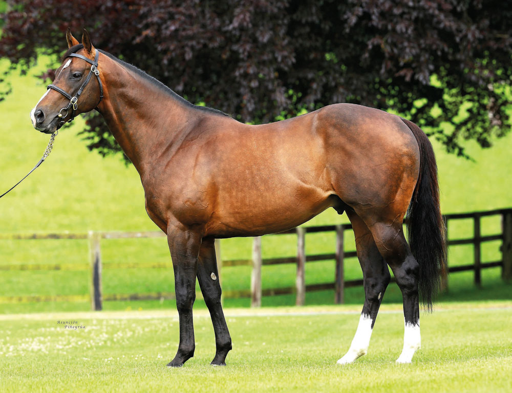 Cable Bay is proving to be an excellent sire of sprinters, but Barry Hills thought he would have won the Guineas before he became cast in his box