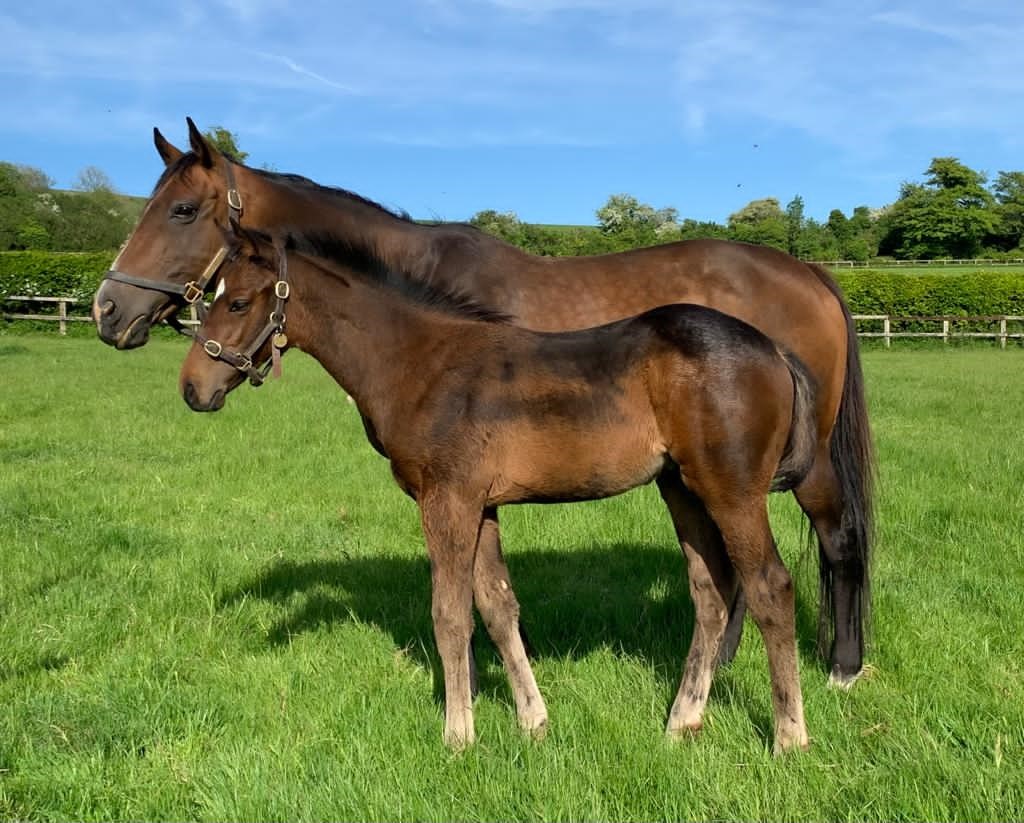 The dual Stakes winner Selinka (Selkirk), with her colt foal by Land Force. She is now in foal to Frankel.