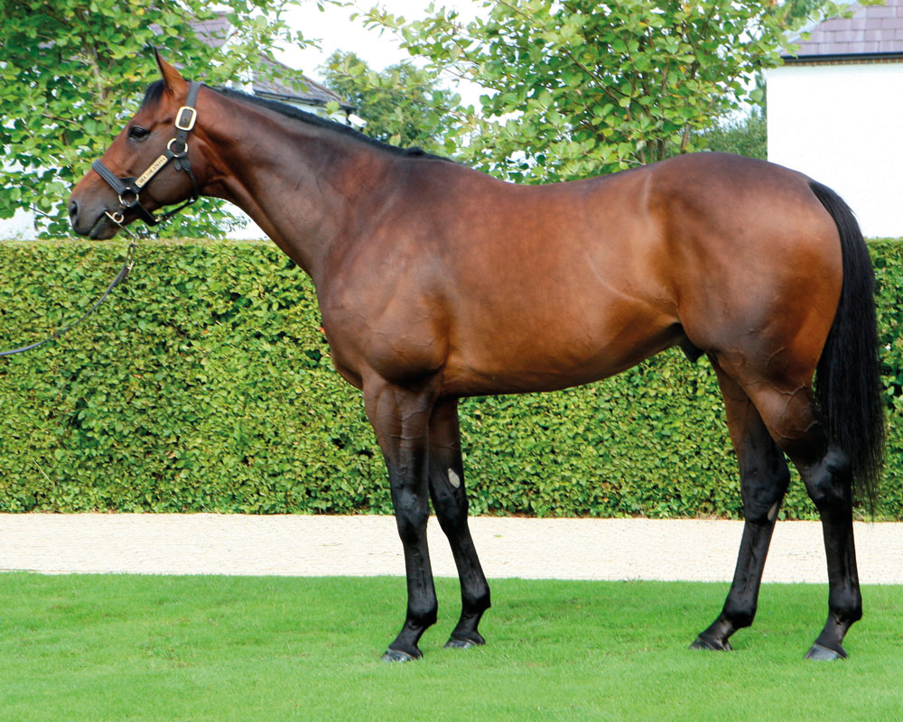 Sea The Stars – his 60 foals re-offered as yearlings produced an average gross profit margin of £105,842.