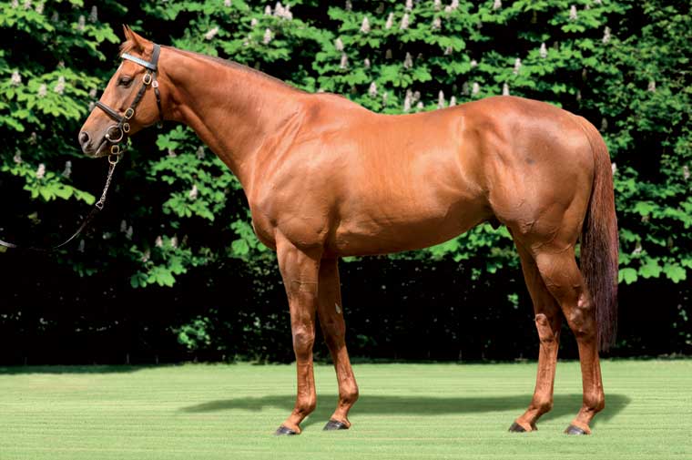 Further down the fee scale, pinhooks by Derrinstown Stud’s Tamayuz have proved profitable, posting a £46,701 gross average profit over five years.