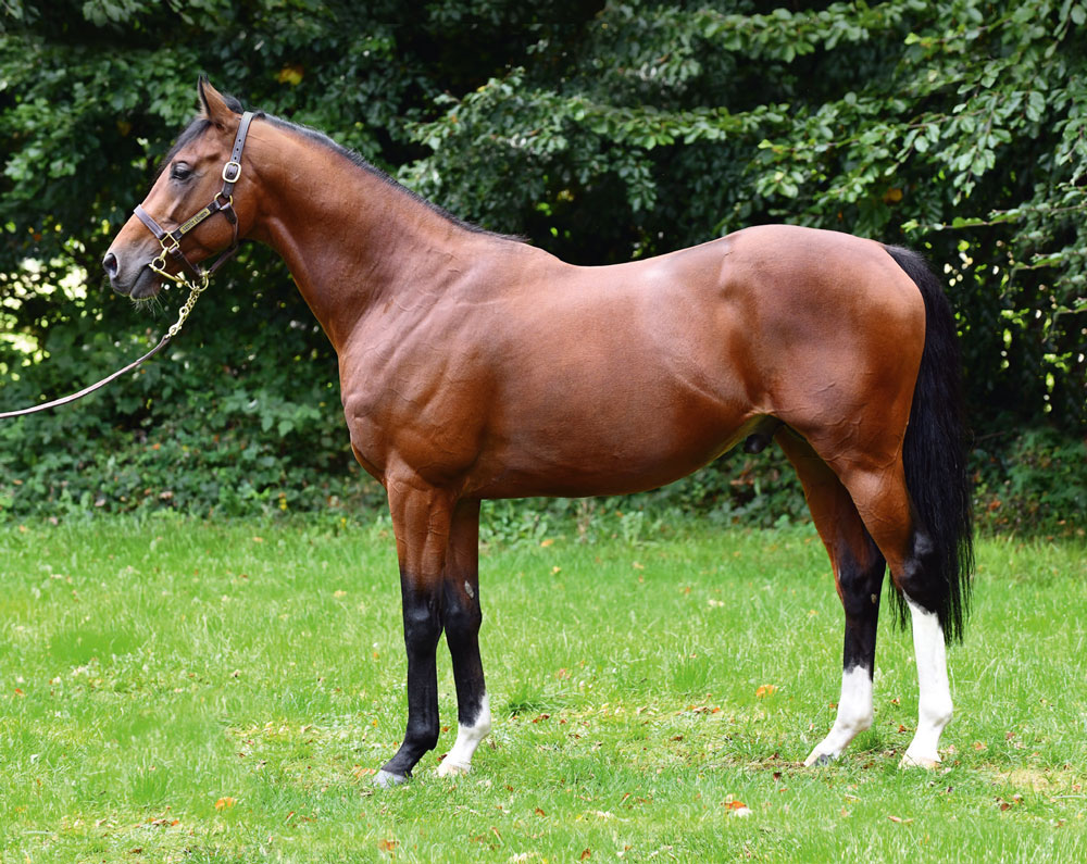 Camelot's son, Accon, who will stand his first season at Gestüt Lünzen in Lower Saxony at €2,500 (1st October)
