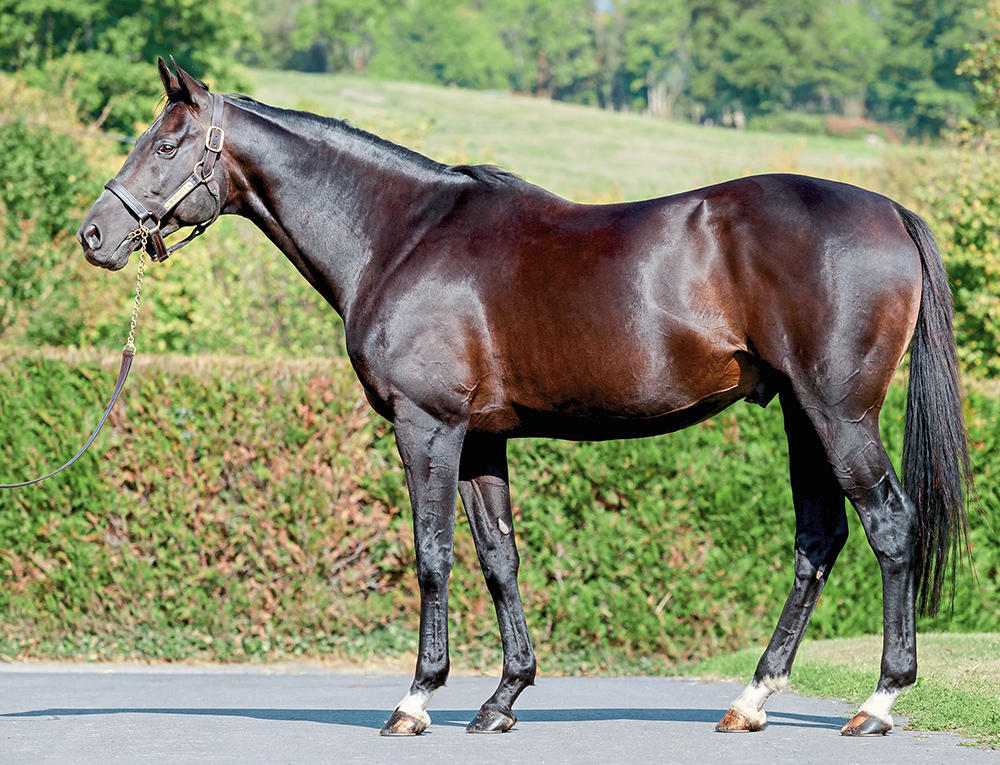 Monsun’s son, Manatee, who was bred by Darley and raced by Godolphin