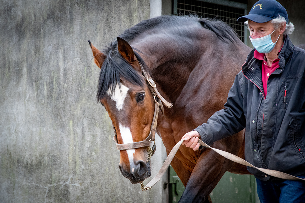 Feel Like Dancing, “a bull of a horse” who has had plenty of winners in France and whose son, Dancing City, bolted up first time out at Borris House before joining Willie Mullins’ yard