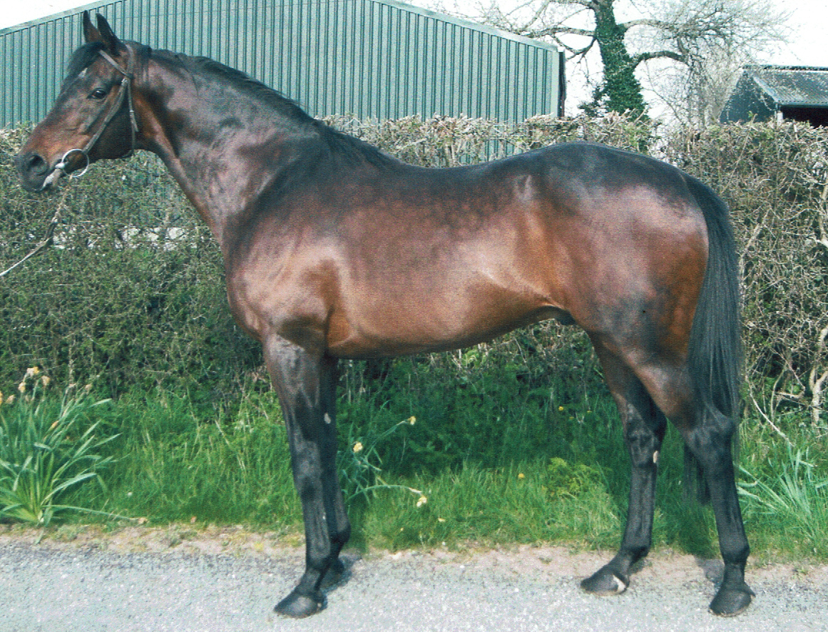 Stowaway, whose stallion career started off slowly but who was posthumously crowned Champion NH Sire in the 2020/2021 season